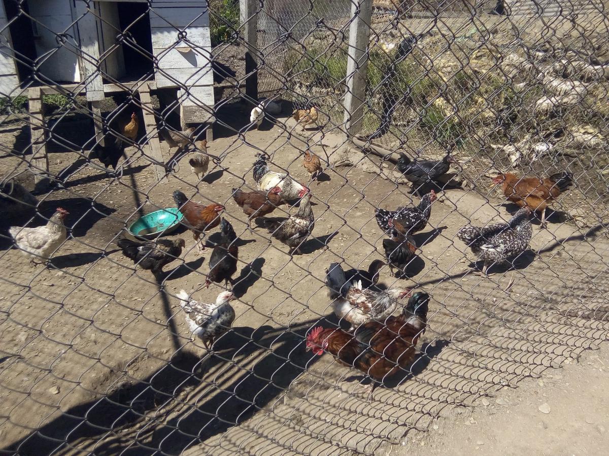 פלינג Martam Farmhouse מראה חיצוני תמונה
